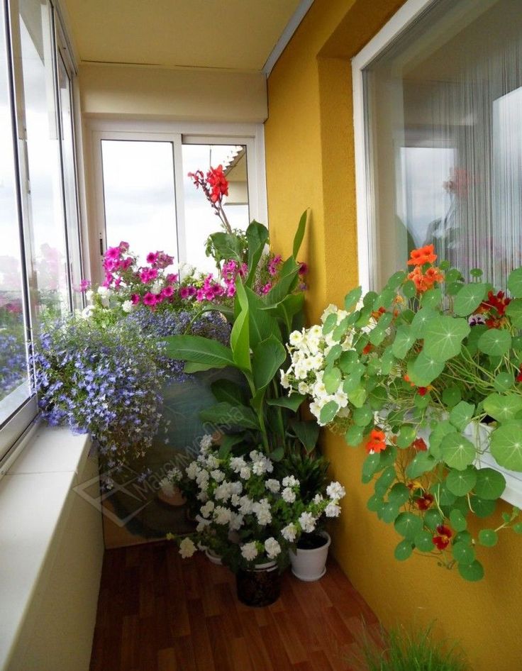 Комнатные Цветы Для Балкона