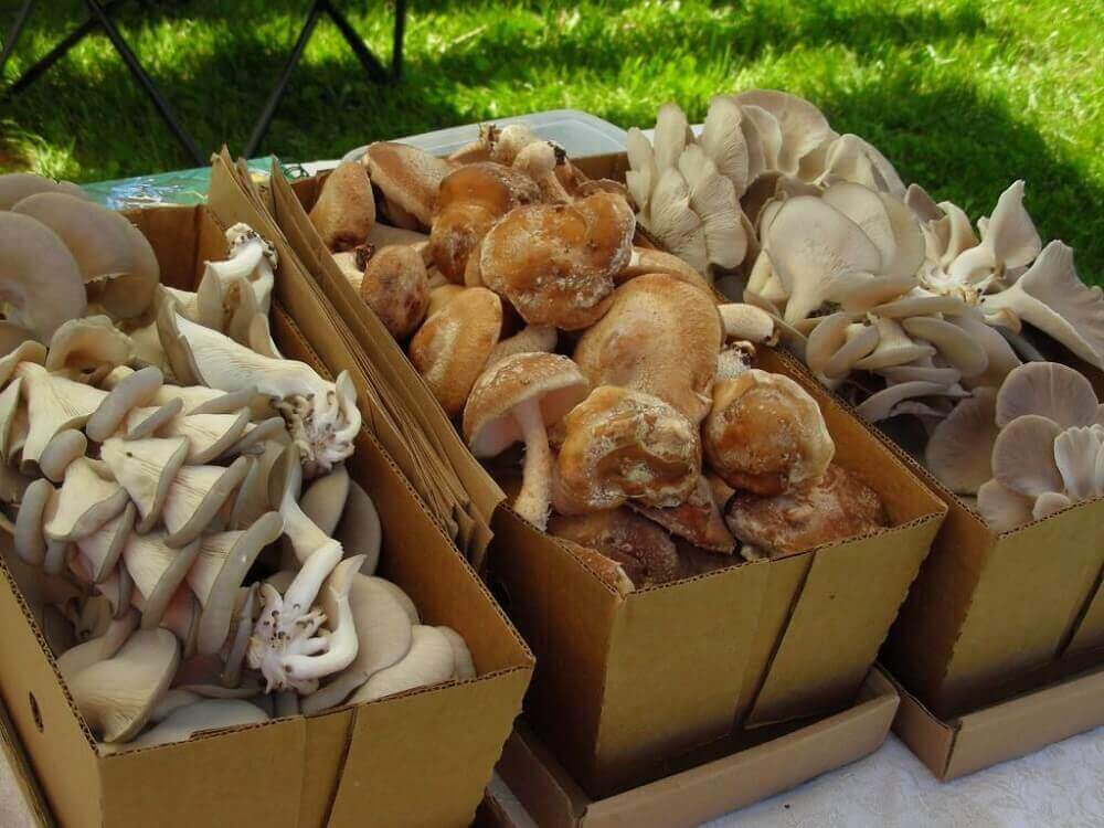 Бизнес по выращиванию шампиньонов, белых грибов, вешенок на продажу