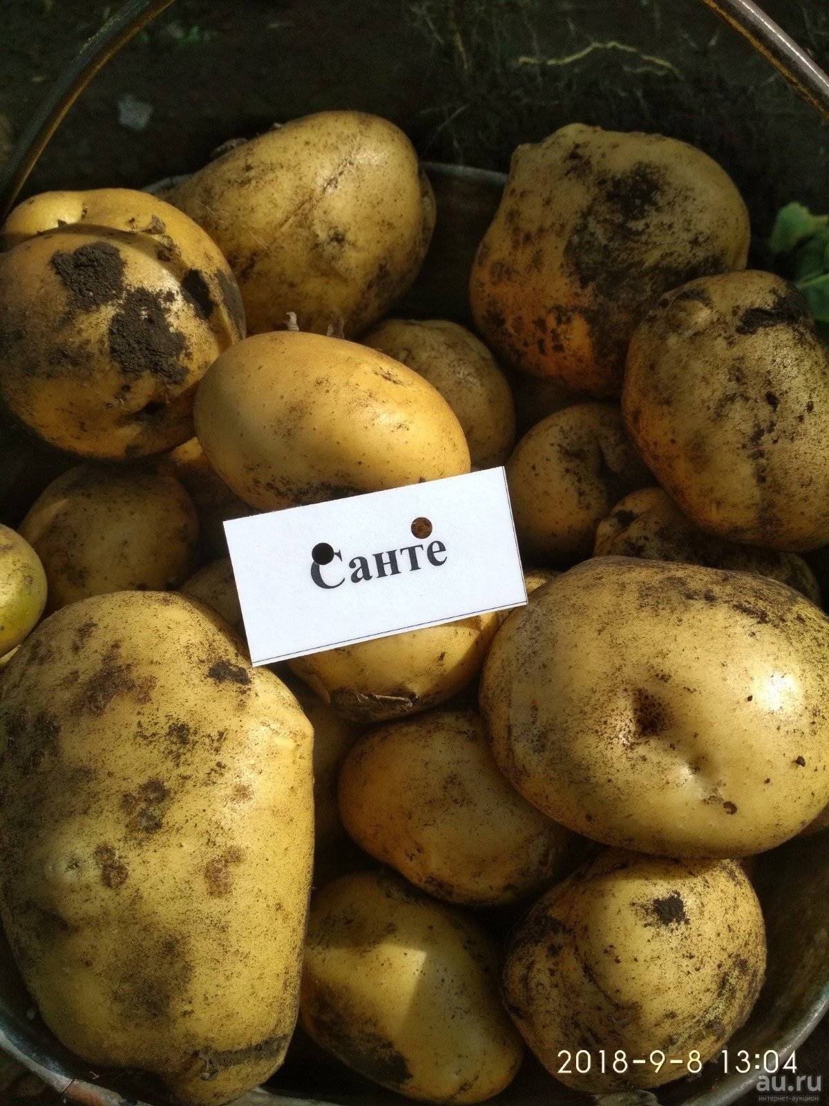 Картофель санте: описание сорта, характеристика, особенности выращивания, отзывы