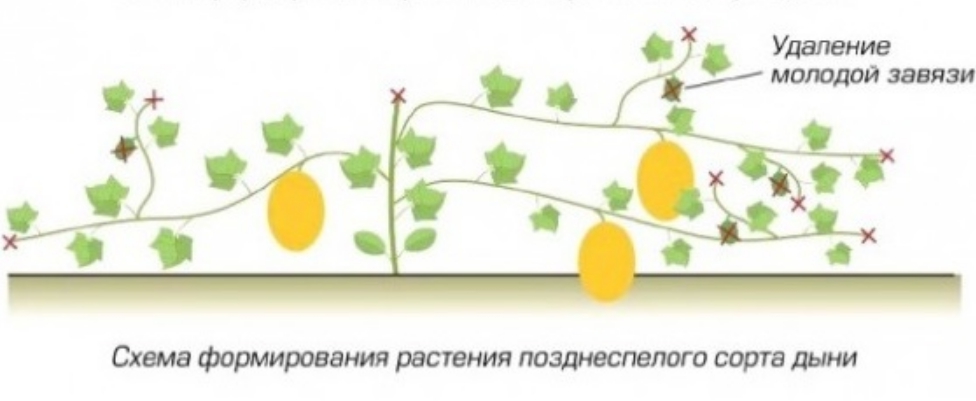 Как вырастить дыню в теплице в средней полосе россии из семян