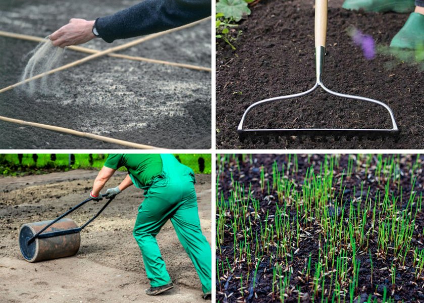 Как сделать газон на заросшем участке — особенности подготовки и посев