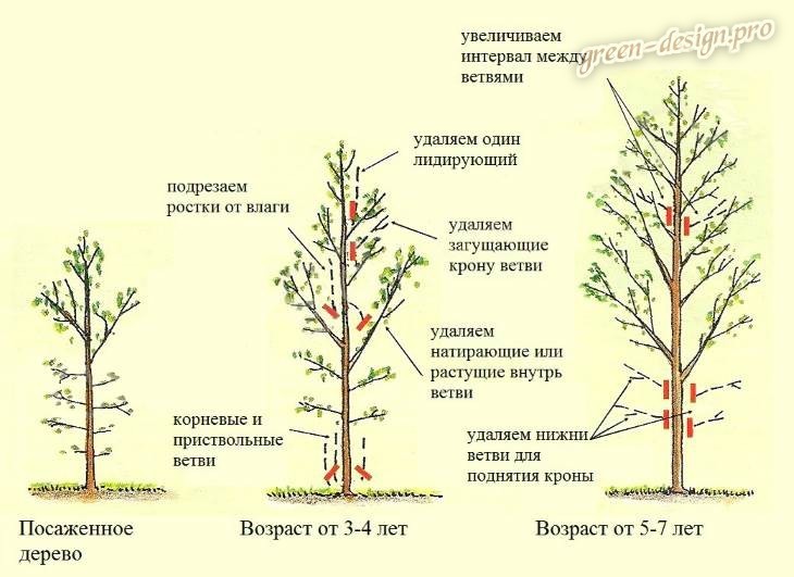 Обработка плодовых деревьев весной от вредителей и болезней, чем обработать, таблица