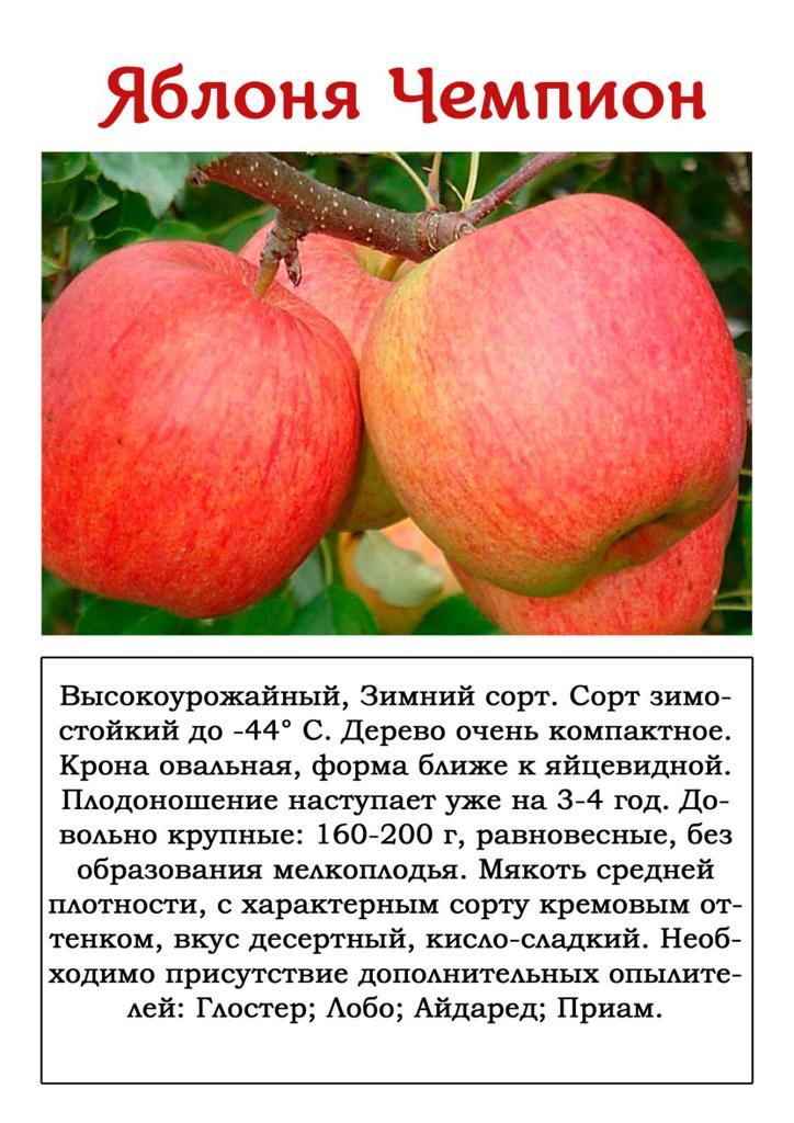 Яблоня для средней полосы россии: посадка и уход, выращивание, фото сортов их размножение, болезни и удобрения