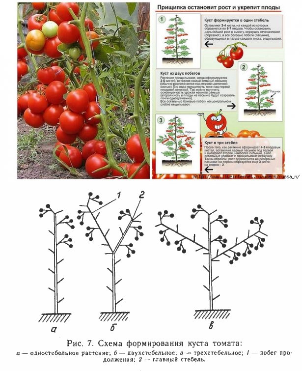 Как получить хороший урожай помидор в открытом грунте: 115 фото и и видео правильного выращивания томатов