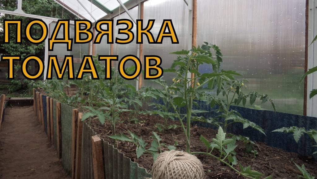 Как подвязывать томаты в теплице из поликарбоната фото