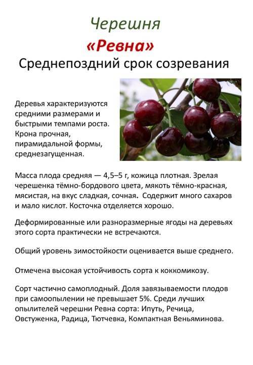 Описание вишни народной селекции сорта любская