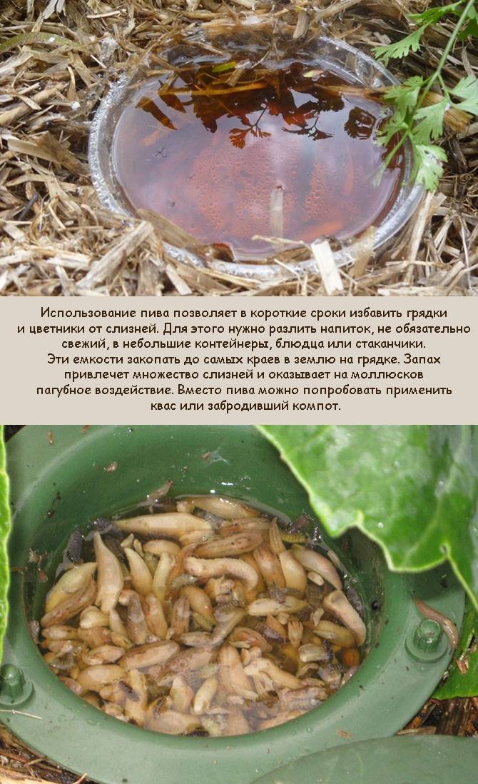 Как эффективнее бороться со слизнями и улитками в огороде? советы к.б.н. дмитрия белова