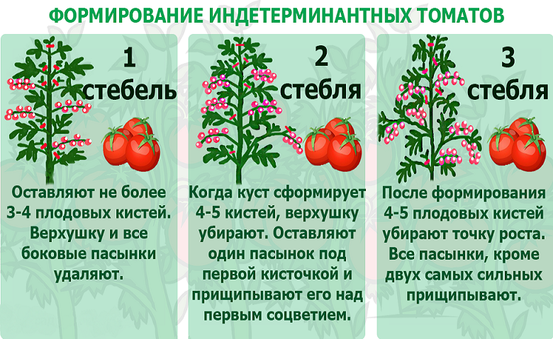 Пасынкуем индетерминантные томаты. Пасынкование черри. Пасынкование индетерминантные помидоры. Правильное пасынкование томатов.