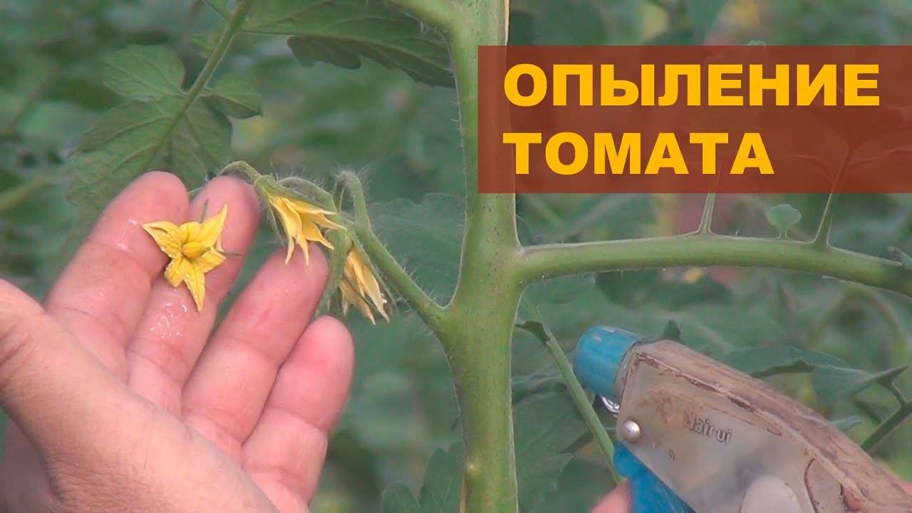 Как опылять помидоры в домашних условиях на подоконнике
