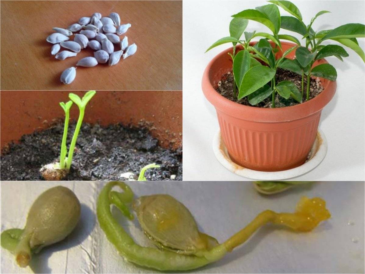 Как в домашних условиях вырастить мандарин из косточки: посадка, уход, секреты плодоношения