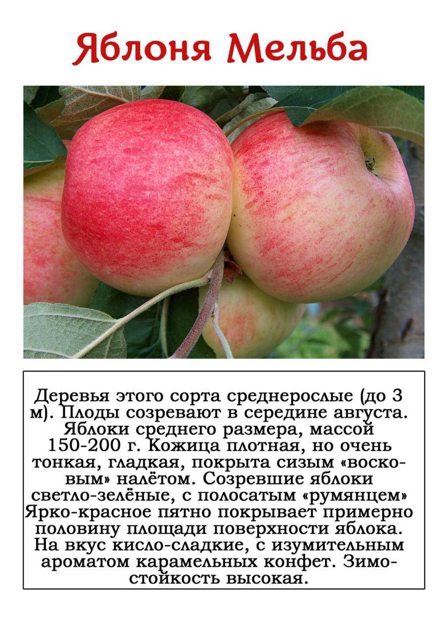 В сад по яблоки: самые ранние и вкусные сорта яблонь для разных регионов России