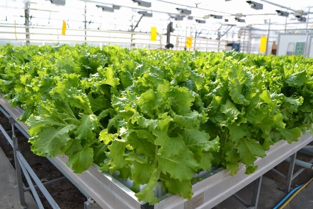 Что посадить в теплице из поликарбоната: выбор овощных культур, технология выращивания