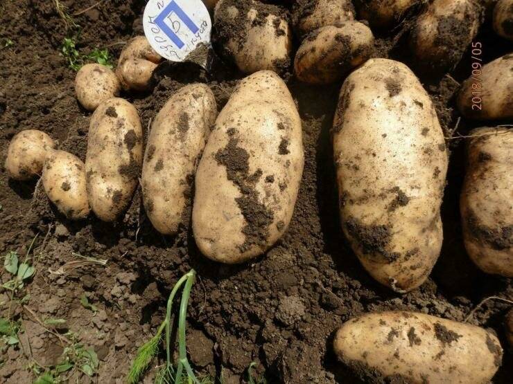 Картофель лапоть: описание сорта, фото, отзывы о вкусовых качествах и сроках созревания, характеристика и как выглядит белая башкирская, посадочная картошка