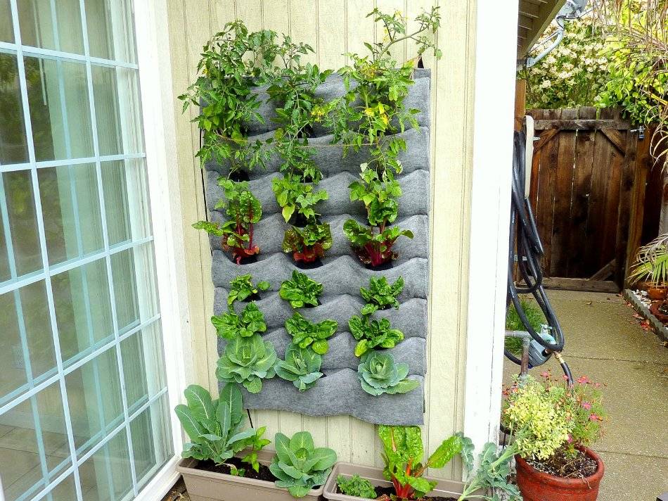 Огород на балконе: выращивание гороха, укропа, арбуза, тыквы и других растений