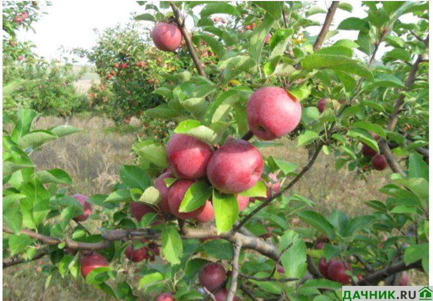 Сорта яблок: лучшие летние, осенние и зимние. старинные и новые сорта
