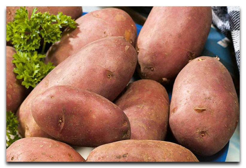 Картофель любава: описание сорта, фото, отзывы