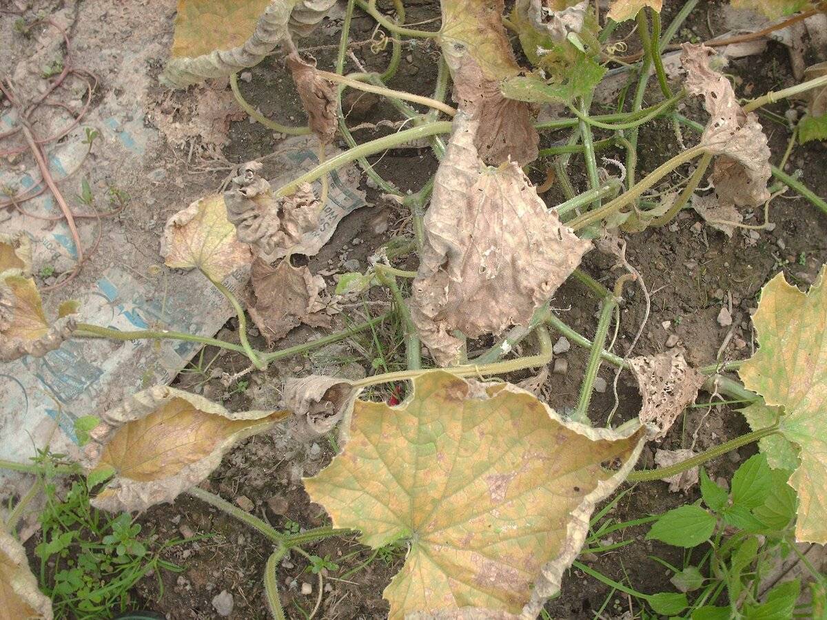 Почему вянут листья у огурцов в теплице и как с этим бороться