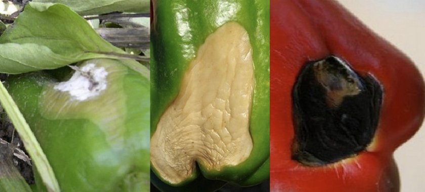 Самые распространенные болезни перца сладкого и борьба с ними (фото листьев, побегов, плодов)