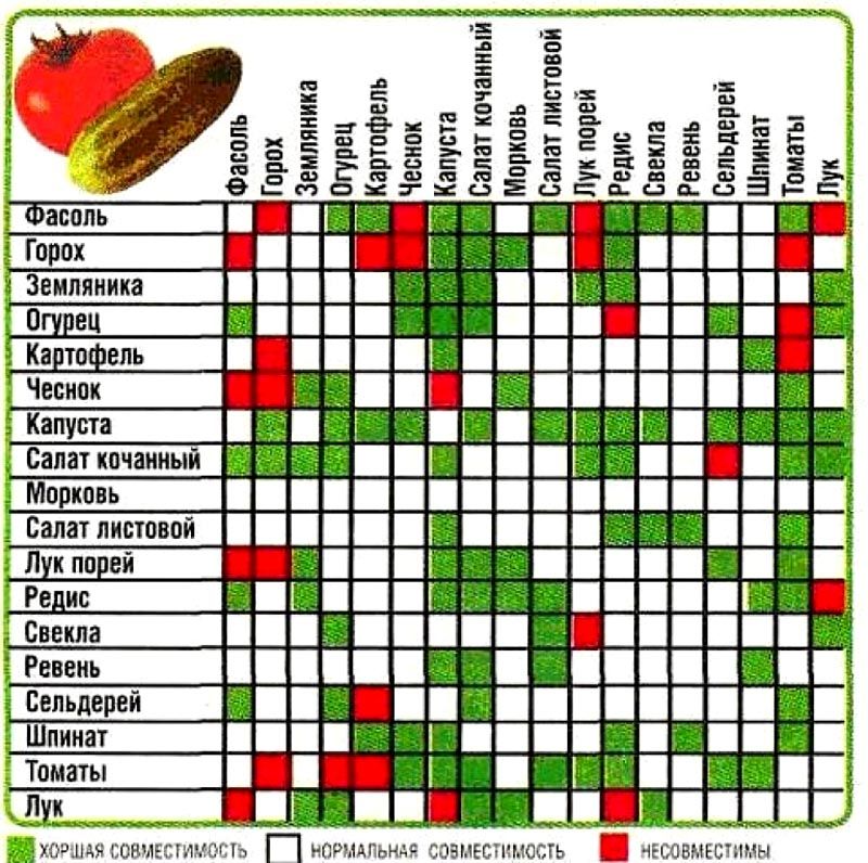 Совместимость растений разных овощей в теплице