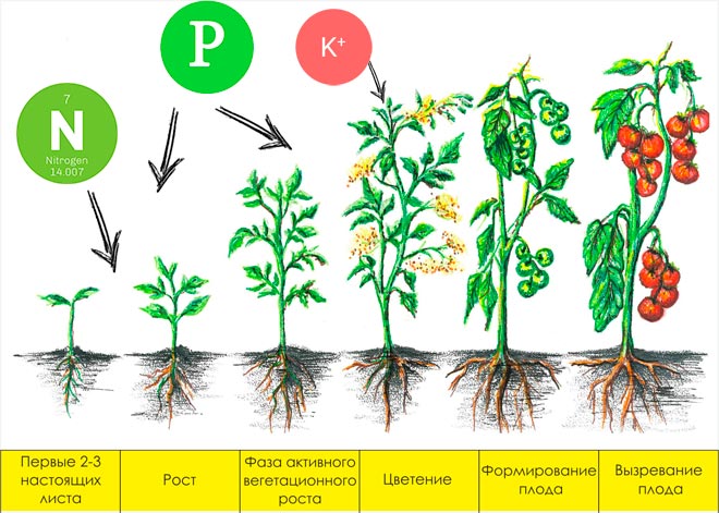 Схема кормления томатов удобрениями