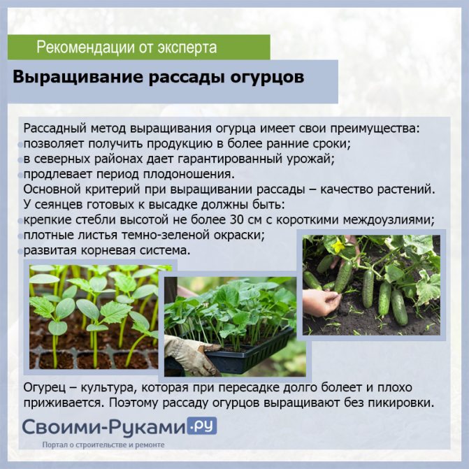 Выращивание огурцов в закрытом грунте презентация