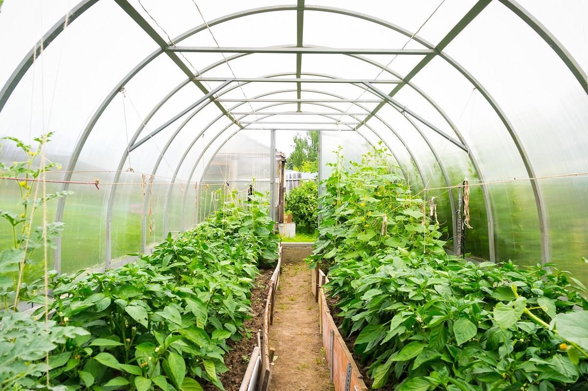 Как правильно выращивать кабачки в теплице?: характеристики, свойства, методы