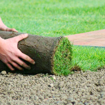 Газон на даче своими руками. посевной газон, подготовка почвы и посев