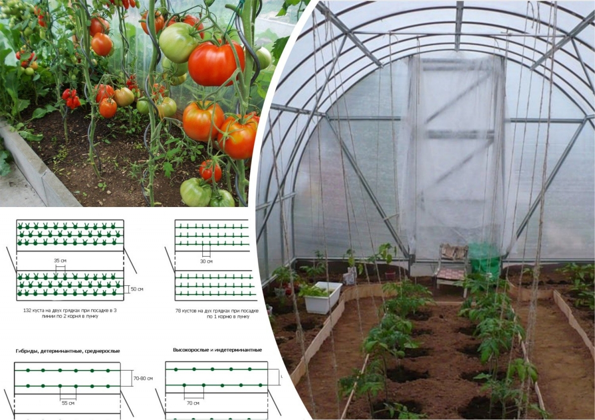 Сажаем помидоры в теплицу из поликарбоната: как и когда правильно сажать, схема посадки и какие семена лучше высаживать