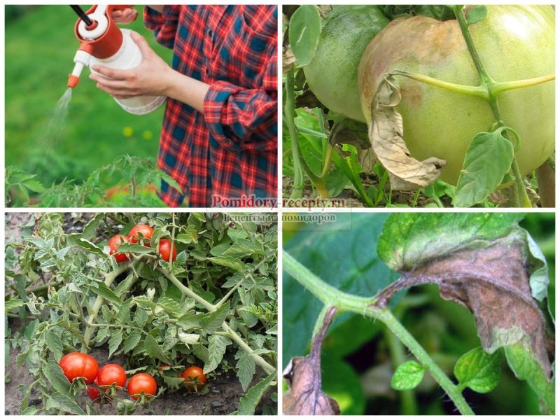 Фитофтора на помидорах в теплице: как бороться, обработка