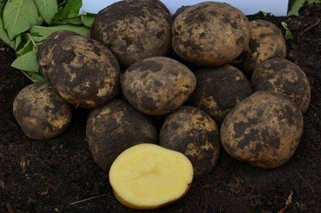 Самые урожайные сорта картофеля - 20 лучших вариантов для выращивания с фото и описанием