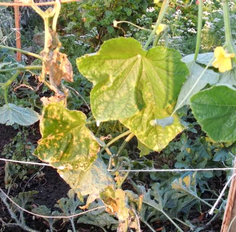 Почему у огурцов в теплице вянут листья и что делать