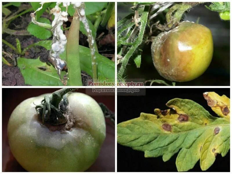 Болезни помидоров в теплице по листьям фото и описание