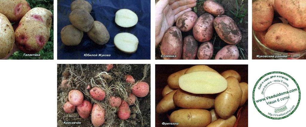 Самый урожайный картофель - 20 лучших сортов для выращивания с описанием и фото