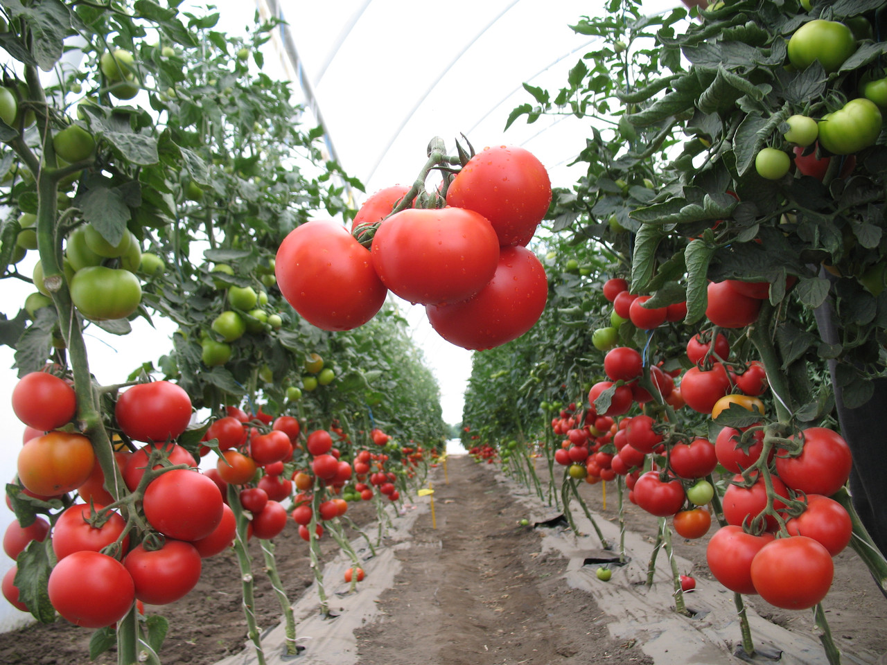 Выращивание помидоров отзывы. Томат Верлиока f1. Томат Гравитет f1. Томат Аксай. Гибрид Верлиока томат.