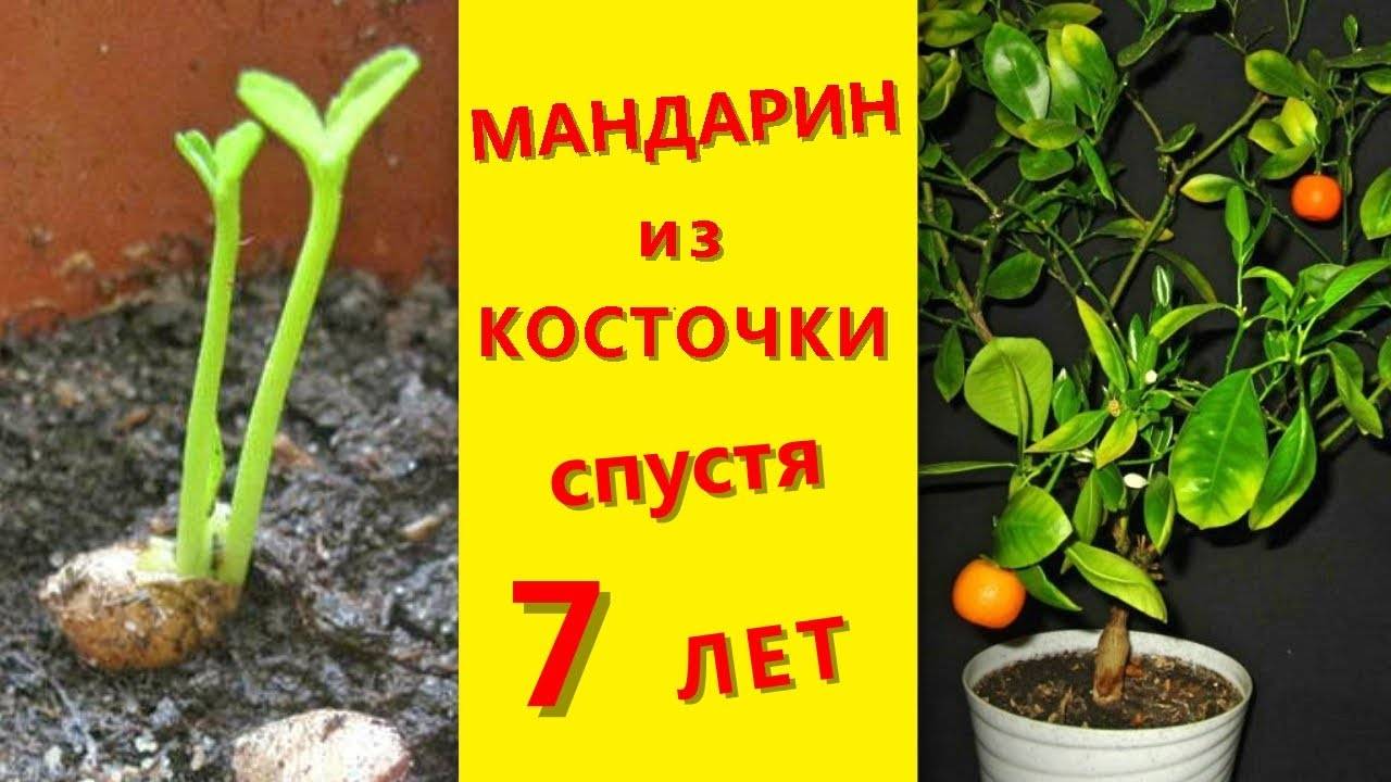 Как вырастить мандарин из косточки в домашних условиях? - sadovnikam.ru
