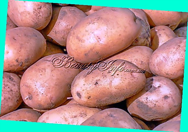 Картофель любава: характеристика сорта, отзывы, вкусовые качества, фото