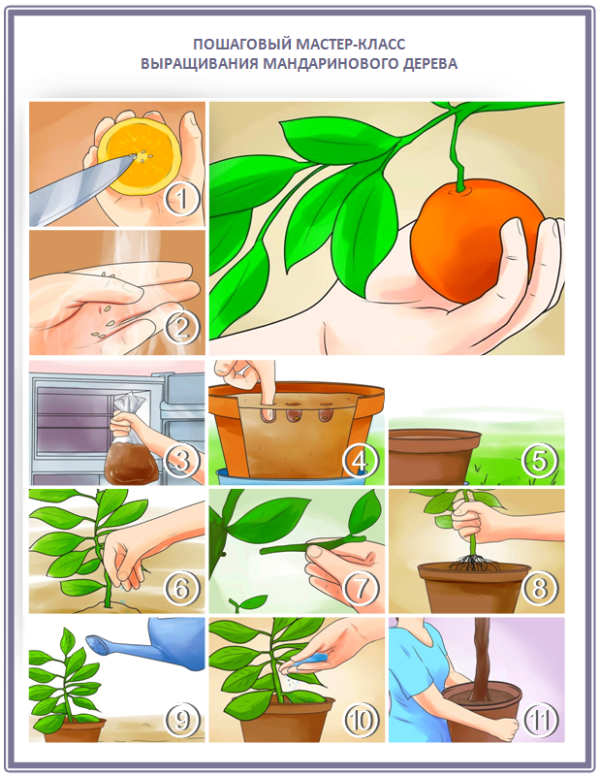 Как вырастить дома мандарин из косточки