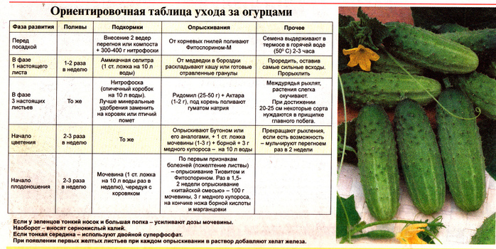 Выращивание огурцов в теплице