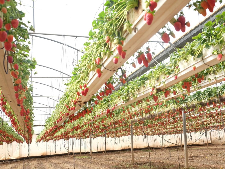 Выращивание клубники в теплицах из поликарбоната круглый год: своими руками, способы, агротехника выращивания