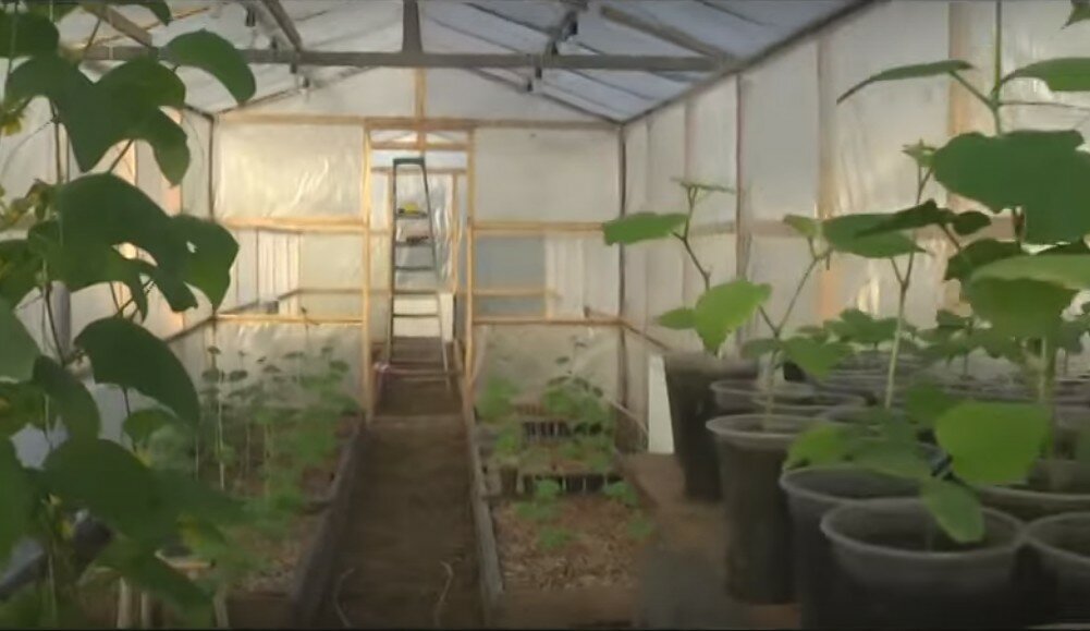Выращивание огурцов в теплице из поликарбоната: зимой и летом
