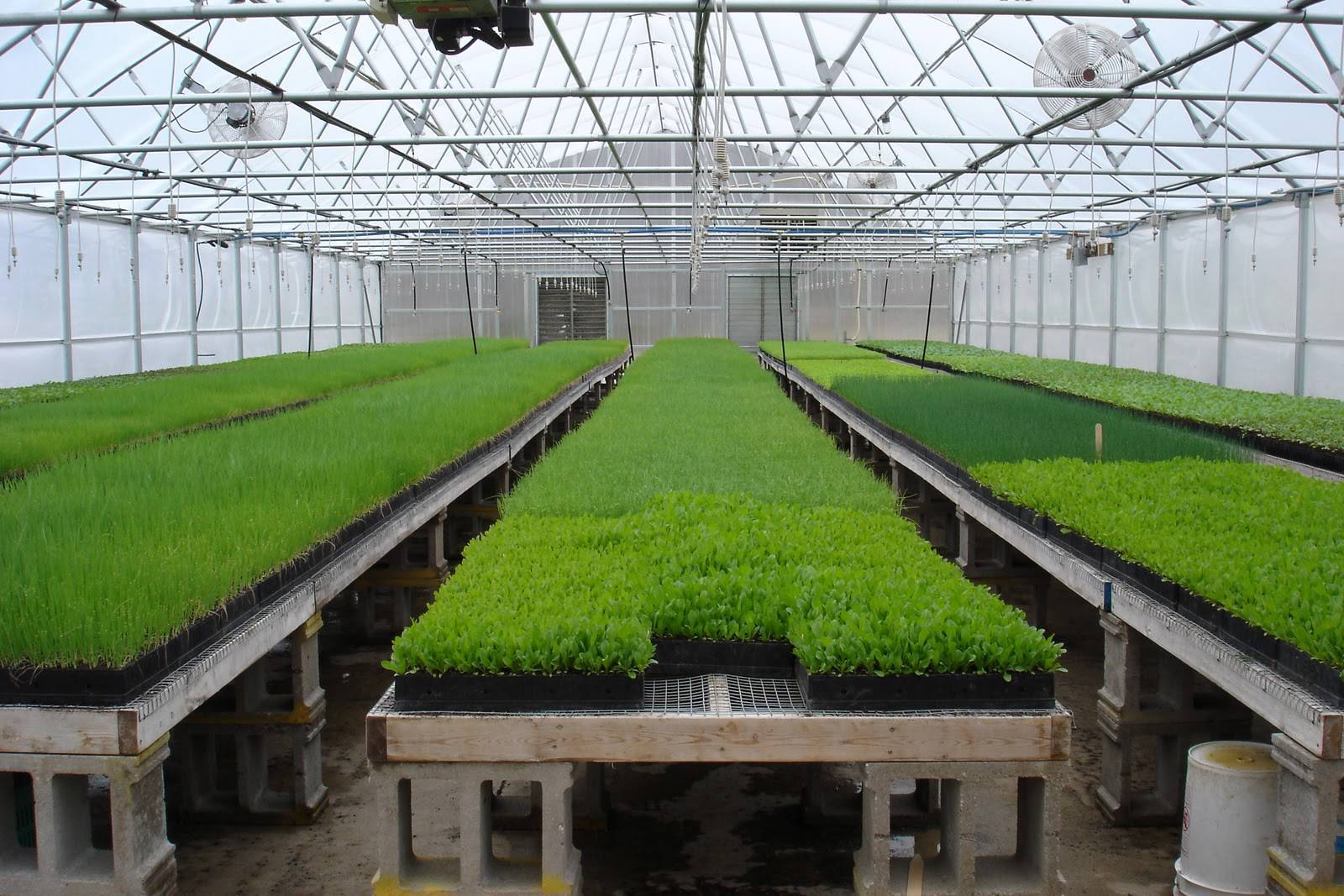 Выращивание зелени в теплицах. зелень и салаты. секреты чудо-урожая
