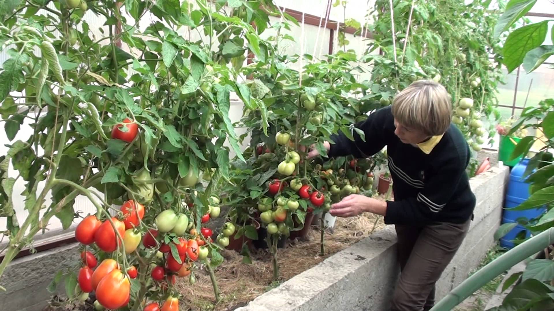 Выращивание помидор в теплице: томаты как вырастить, уход и видео правильное, де барао и секреты в парнике