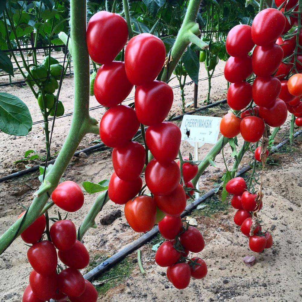 Семена урожайных томатов. Томат черри Ира f1. Черри Ира f1 томат Семко. Томаты для защищенного грунта f1 черри Ира. Индетерминантные томаты черри.