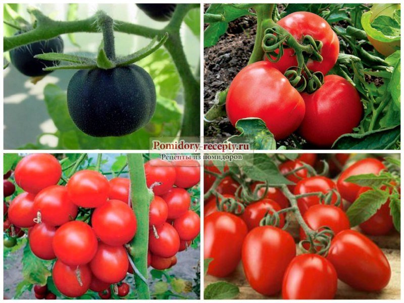 Как выбрать лучший сорта томатов для выращивания в подмосковье
