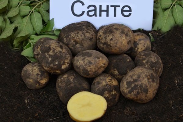 Картофель санте: описание сорта, фото, характеристика, вкусовые качества русский фермер