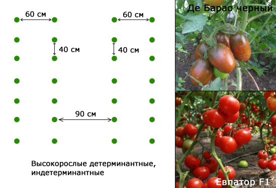На каком расстоянии нужно сажать помидоры в теплице, схемы и правила размещения
