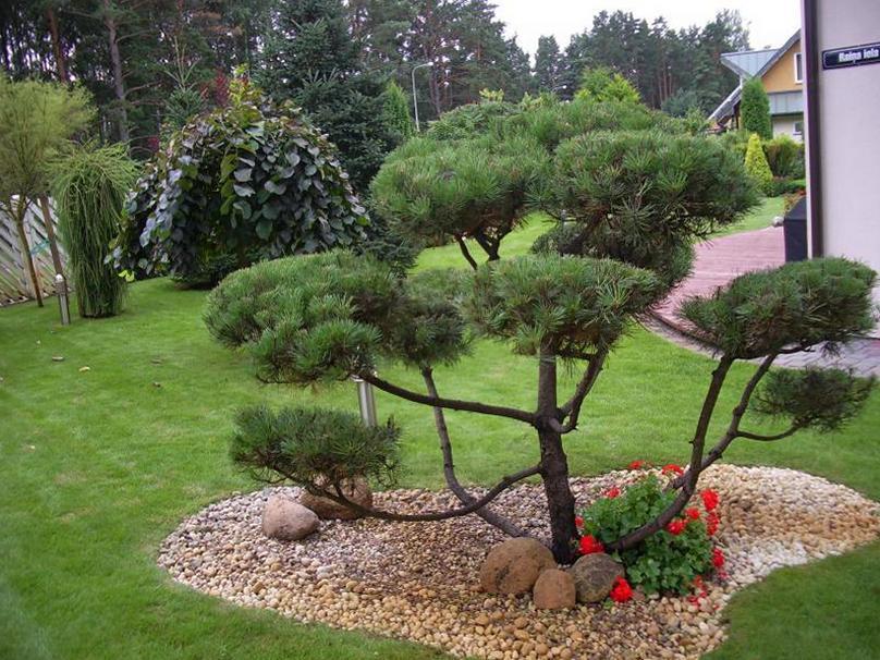 Чем отличается садовый бонсай от ниваки и как сделать красивую форму дерева