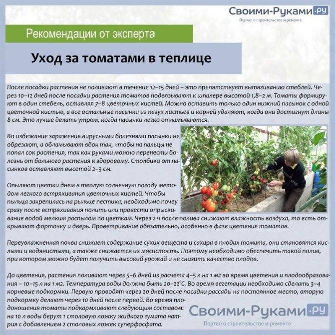 Подкормка помидоров в теплице – правила удобрения во время цветения, плодоношения, секреты + фото