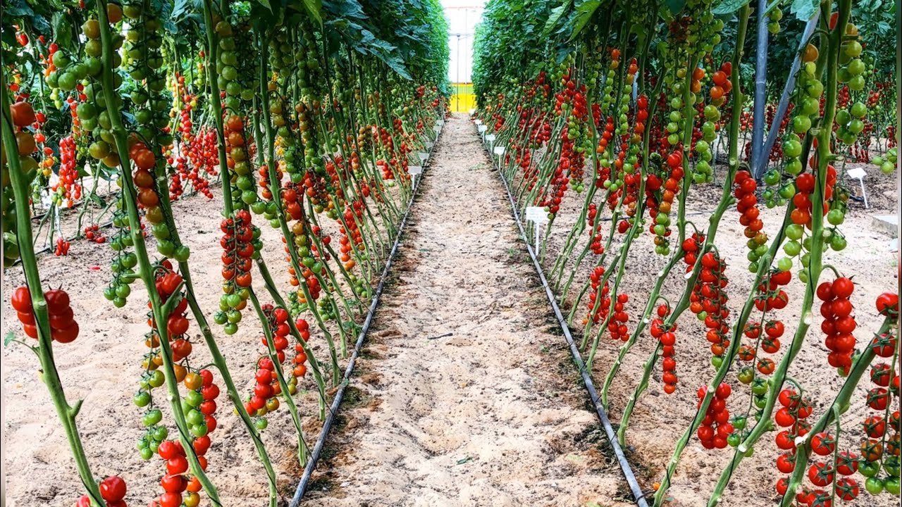 Лучшие сорта томатов для теплицы из поликарбоната для подмосковья: описание с фото