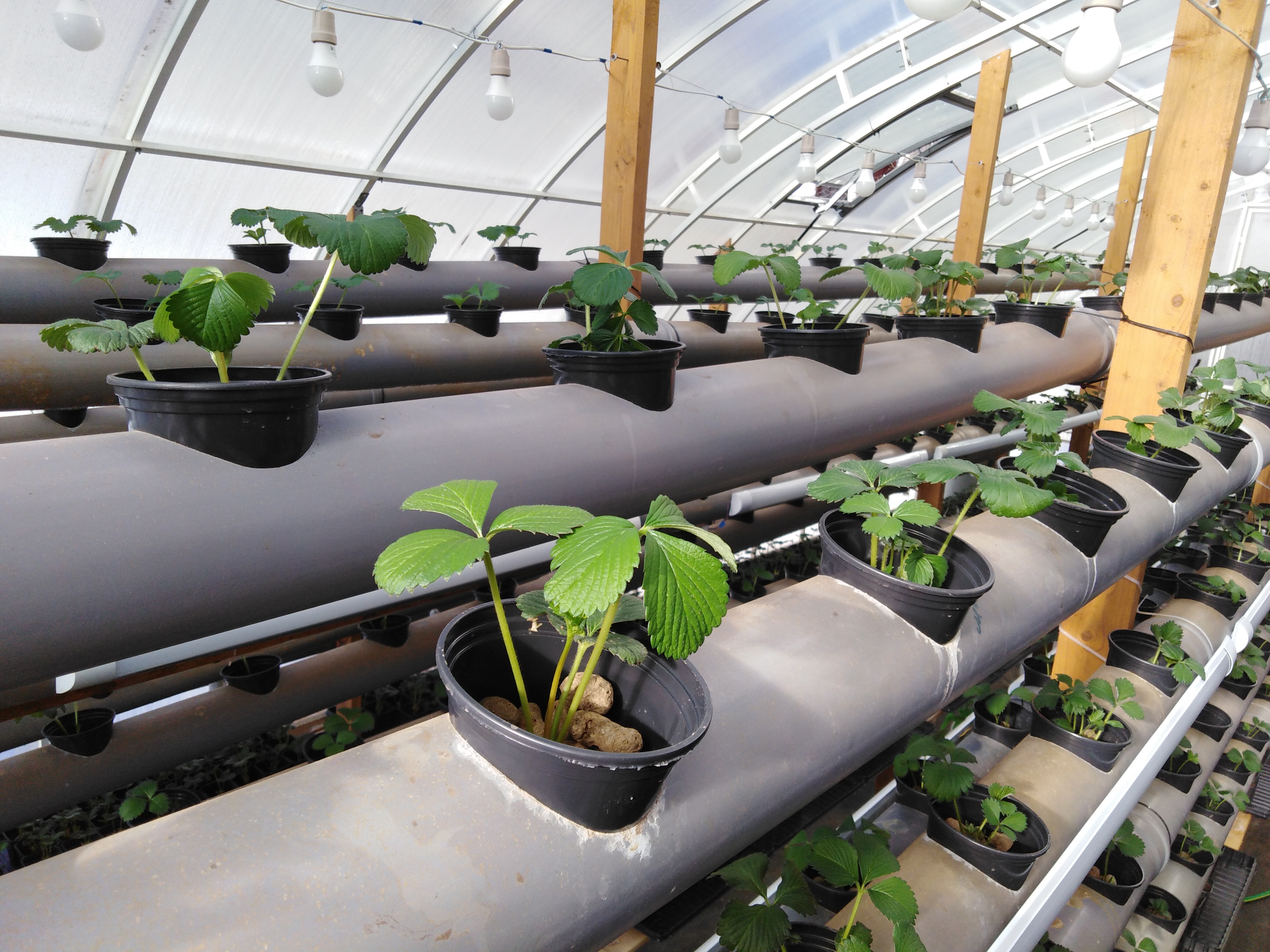 Выращивание клубники в теплице: круглый год зимой и летом для продажи, примерный бизнес план и технология, а также выбор сортов